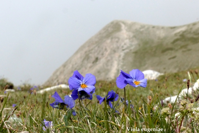 Monte Velino e Monti della Duchessa, le orchidee e la Natura  2024.